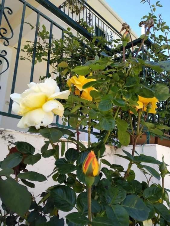 Вилла Rosegarden Сами Экстерьер фото
