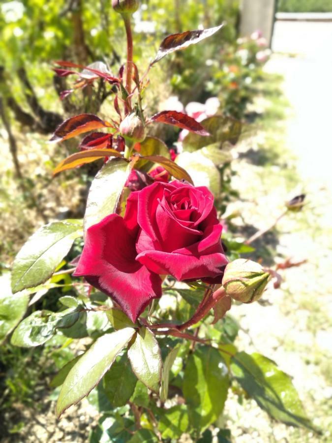 Вилла Rosegarden Сами Экстерьер фото